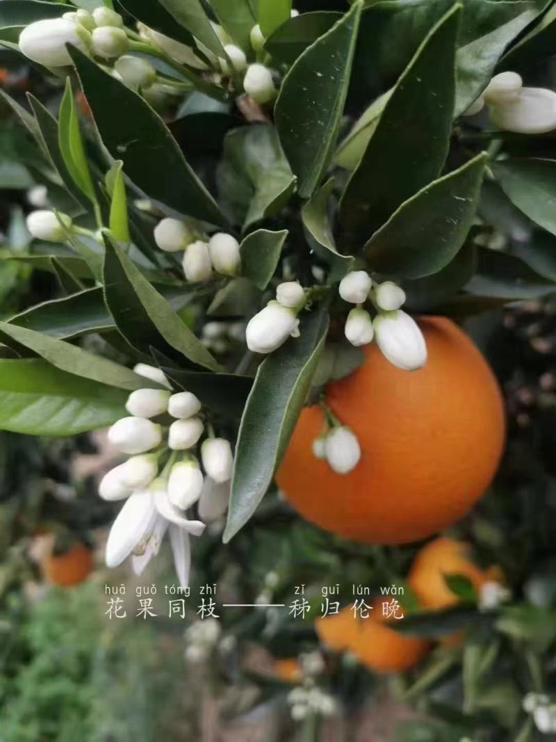 秭归伦晚甜橙