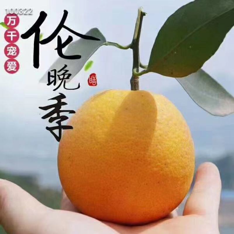 秭归伦晚甜橙