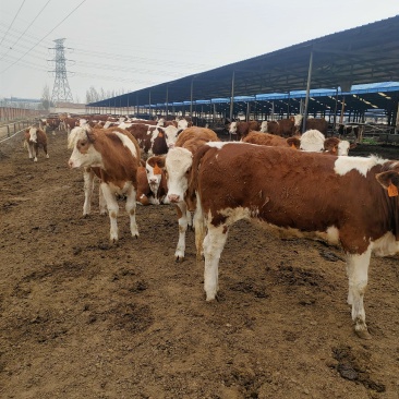 鲁西黄牛肉牛犊利木赞牛犊三元杂交牛肉牛犊价格