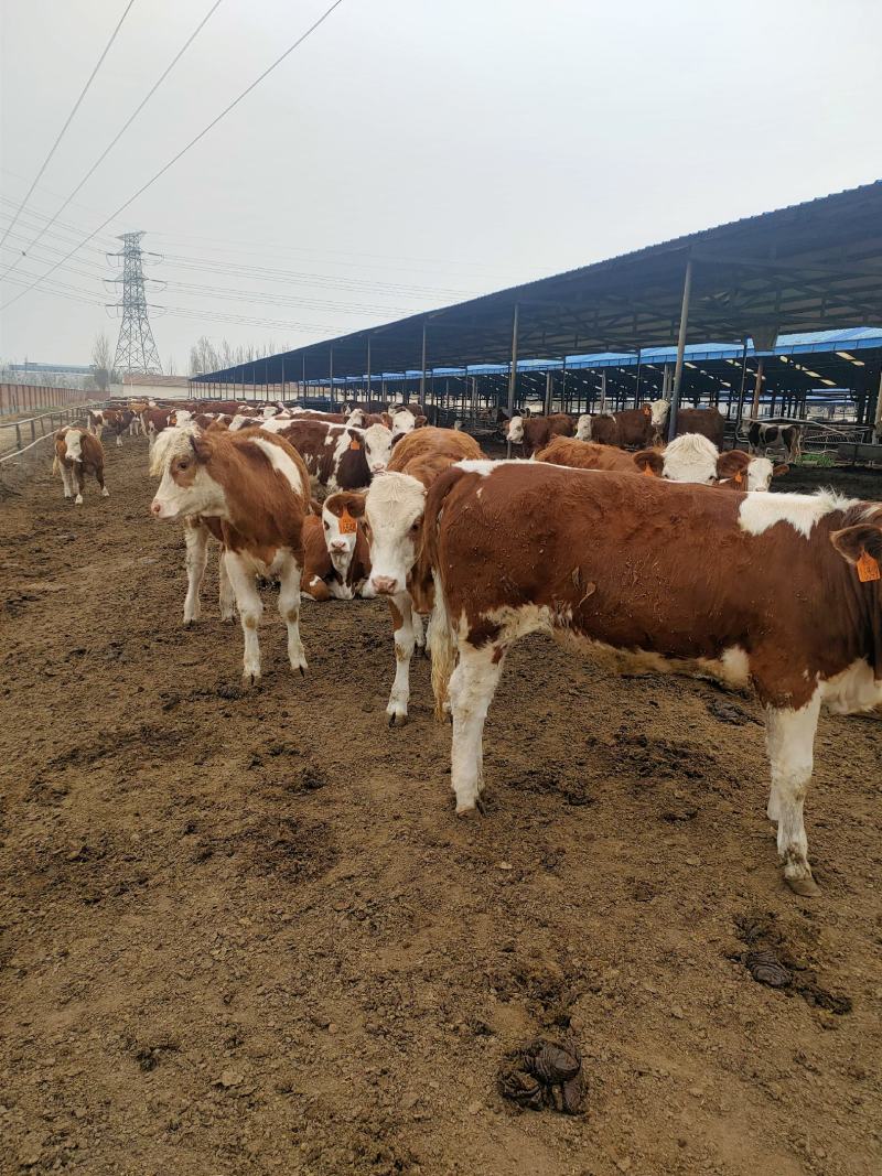 鲁西黄牛肉牛犊利木赞牛犊三元杂交牛肉牛犊价格