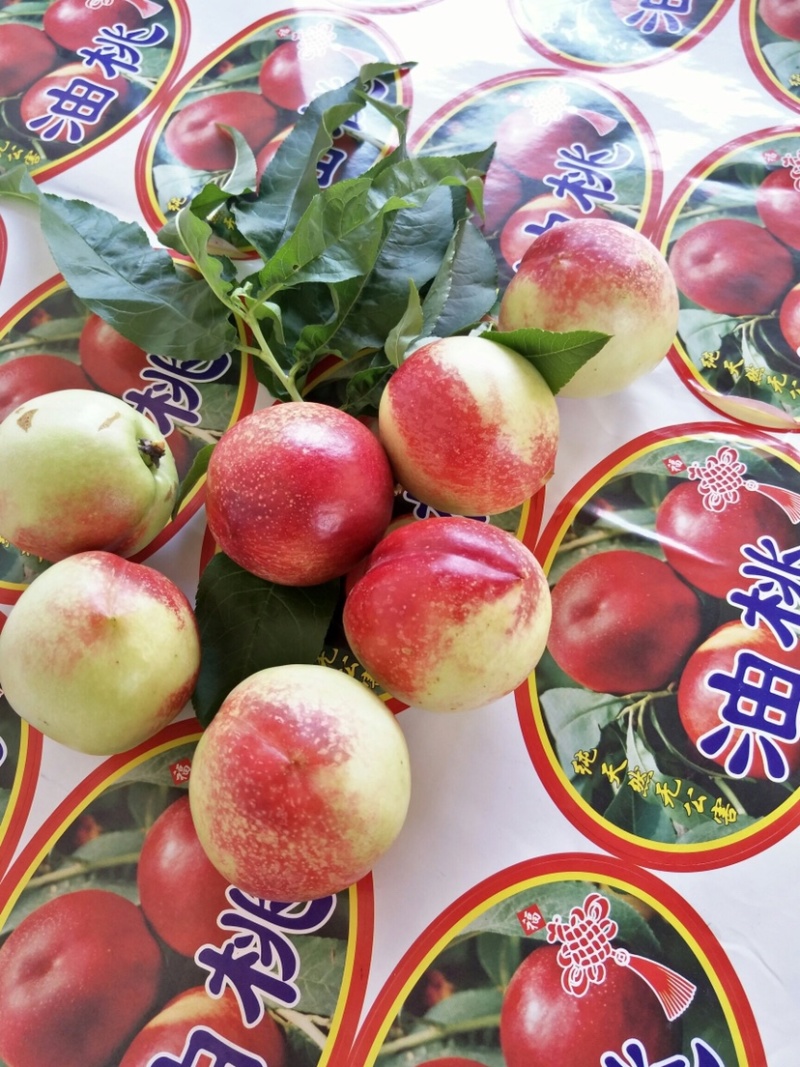 518油桃露天大量上市曙光油桃中油油桃大量