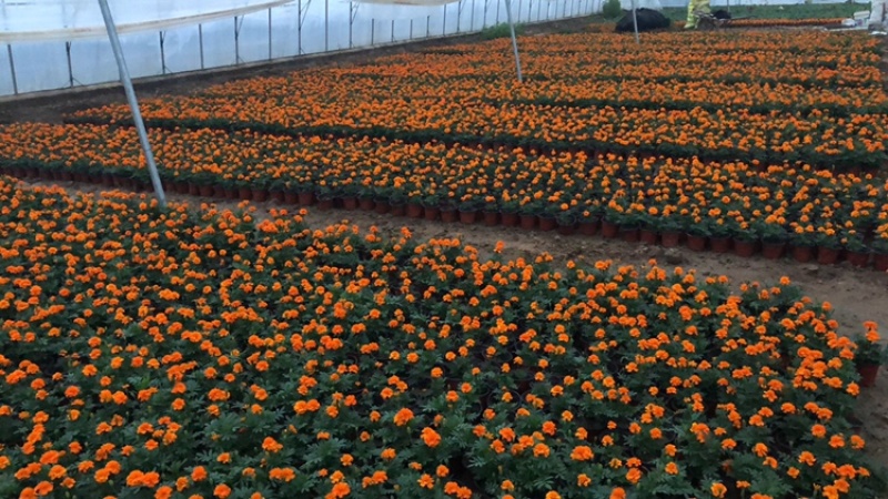 孔雀草，黄花，红花，基地直供，大盆小盆，单季开花