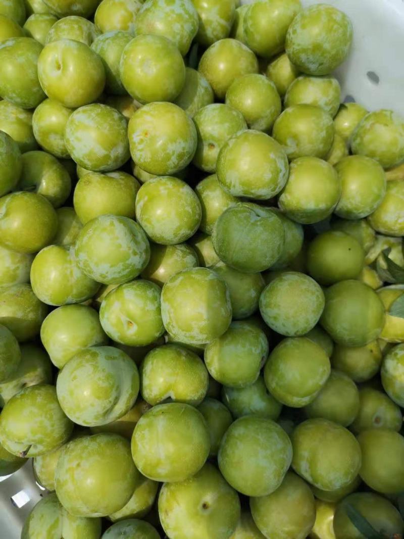 【精品】味蒂李子，脆甜多多汁支持一件代发价格优惠