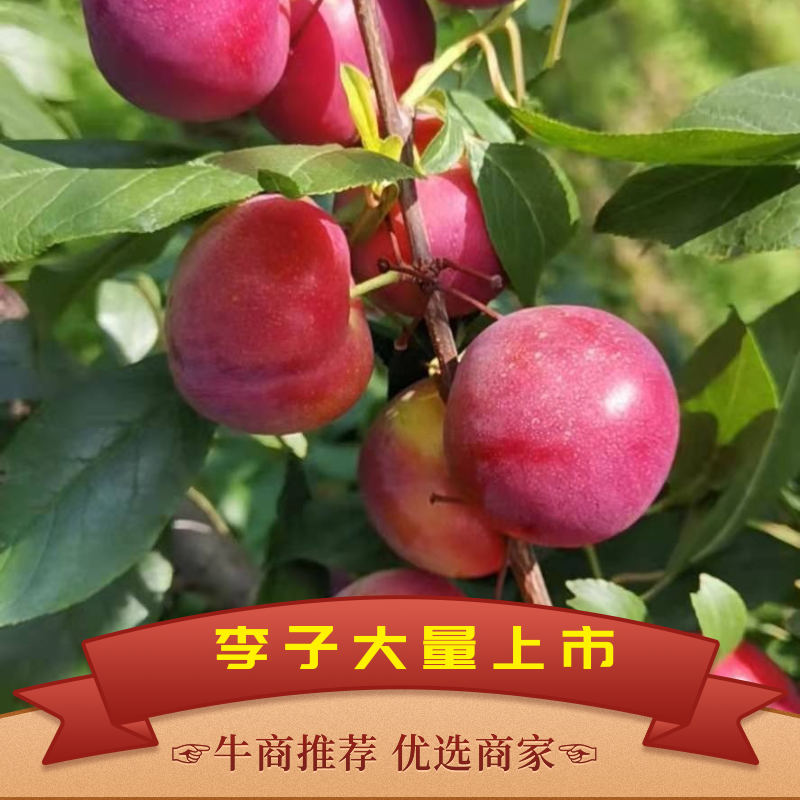 精品红心李子，全国发货，支持一件代发，支持视频看货
