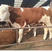西门塔尔牛犊【一头代发】小公牛犊想买育肥小牛犊