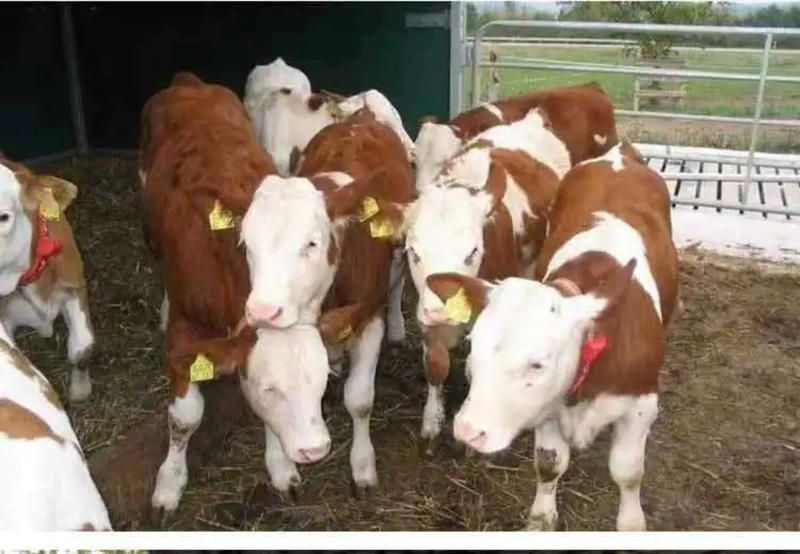 西门塔尔牛犊【一头代发】小公牛犊想买育肥小牛犊