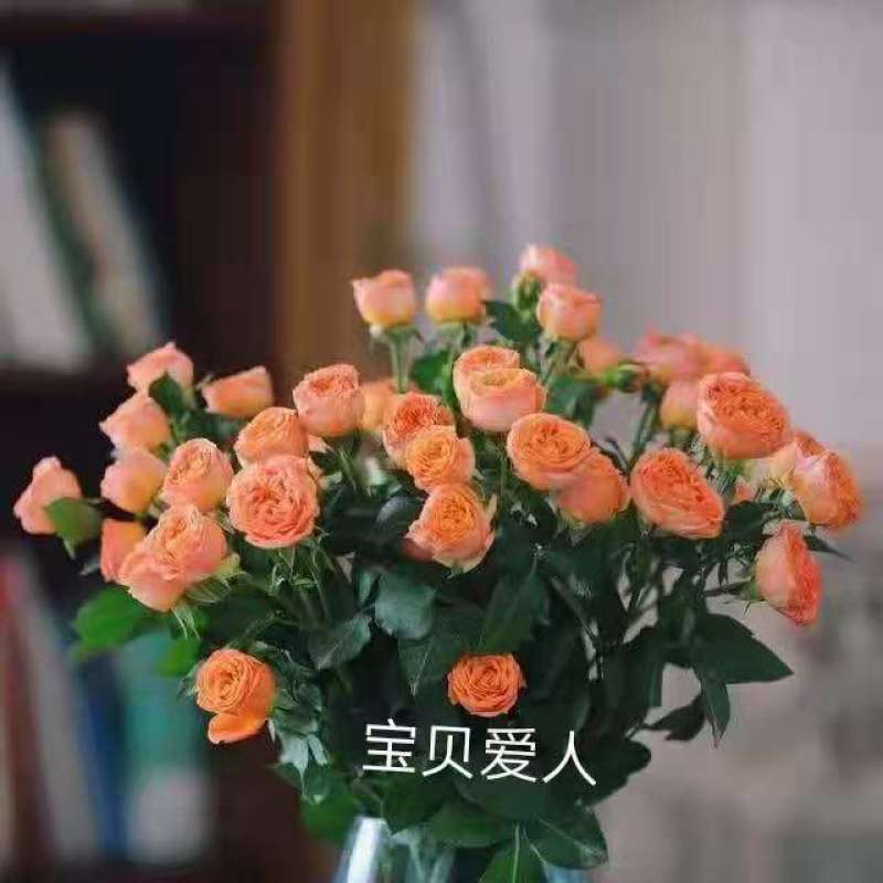 云南昆明呈贡斗南玫瑰花小苗基地发货，一年四季欢迎咨询