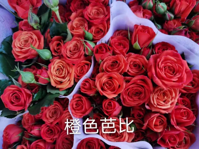 云南昆明呈贡斗南玫瑰花小苗基地发货，一年四季欢迎咨询