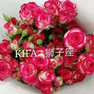 云南昆明呈贡斗南玫瑰花小苗基地发货，一年四季欢迎咨询