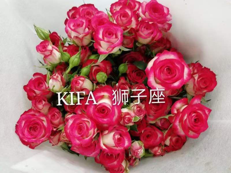 云南昆明呈贡斗南玫瑰花小苗基地发货，一年四季欢迎咨询