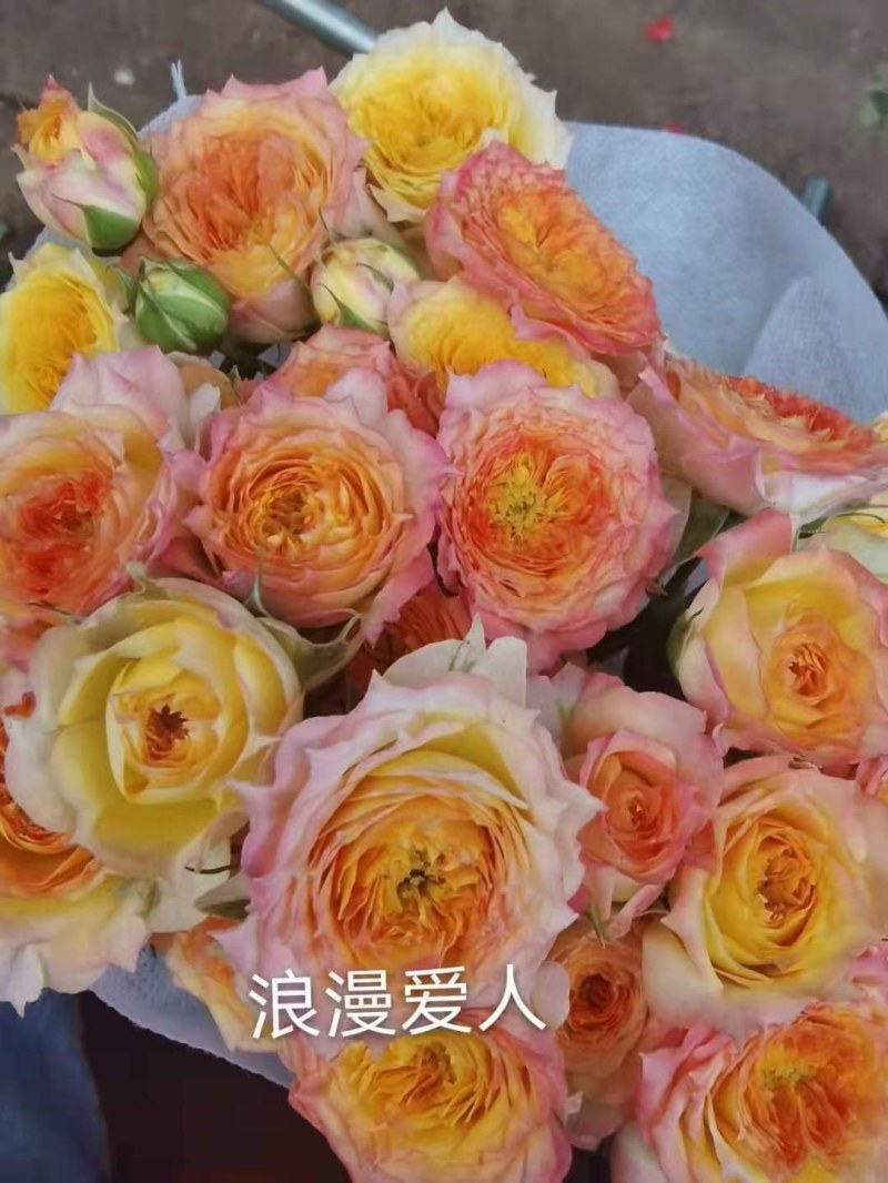 云南昆明呈贡斗南玫瑰花小苗基地发货，一年四季欢迎咨询