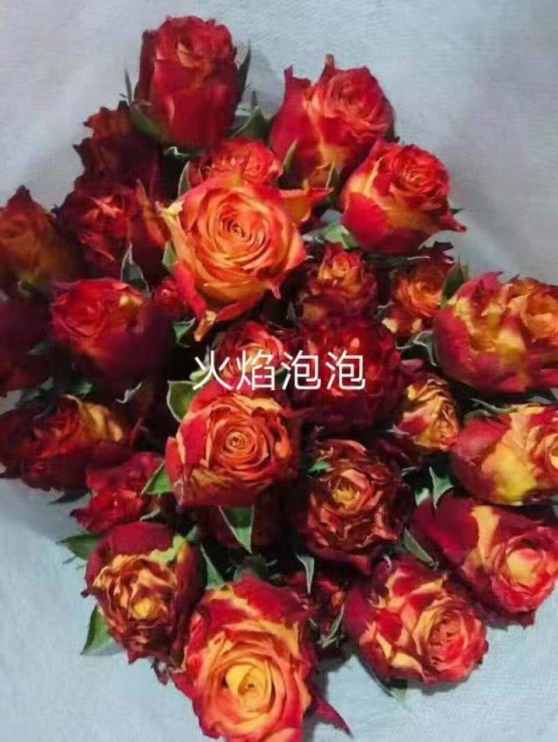 云南昆明呈贡斗南玫瑰花小苗基地发货，一年四季欢迎咨询