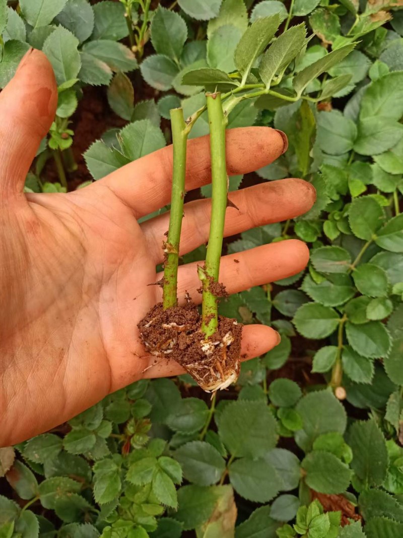 云南昆明呈贡斗南玫瑰花小苗基地发货，一年四季欢迎咨询