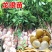 四季龙眼苗嫁接苗核小果肉厚香甜好吃