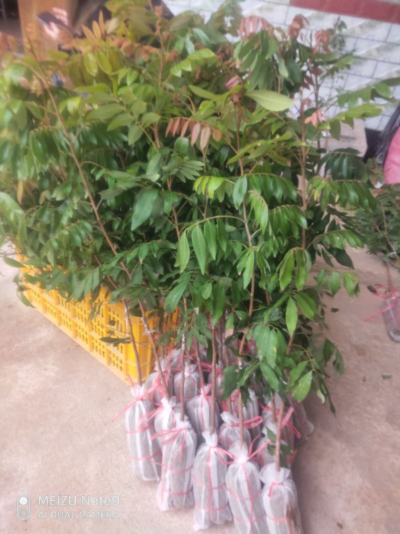 四季龙眼苗嫁接苗核小果肉厚香甜好吃
