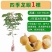 四季龙眼苗嫁接苗核小果肉厚香甜好吃