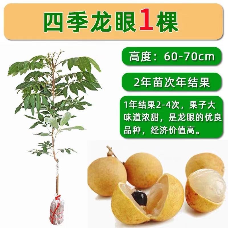 四季龙眼苗嫁接苗核小果肉厚香甜好吃