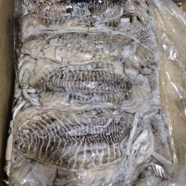墨鱼批发乌贼批发海鲜水产批发一手货源长期稳定供应
