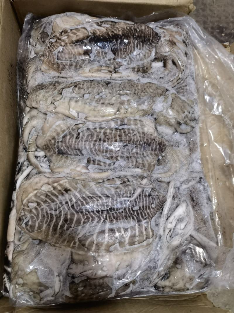 墨鱼批发乌贼批发海鲜水产批发一手货源长期稳定供应