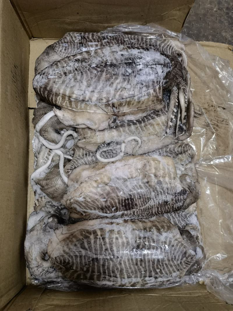 墨鱼批发乌贼批发海鲜水产批发一手货源长期稳定供应