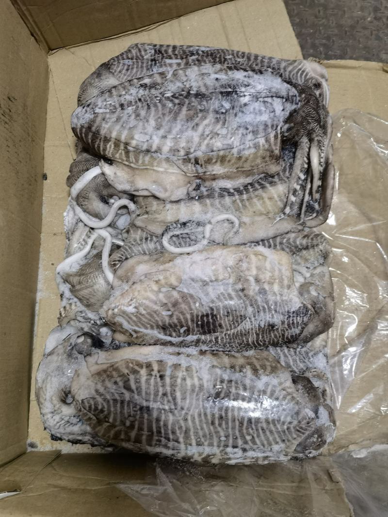 墨鱼批发乌贼批发海鲜水产批发一手货源长期稳定供应