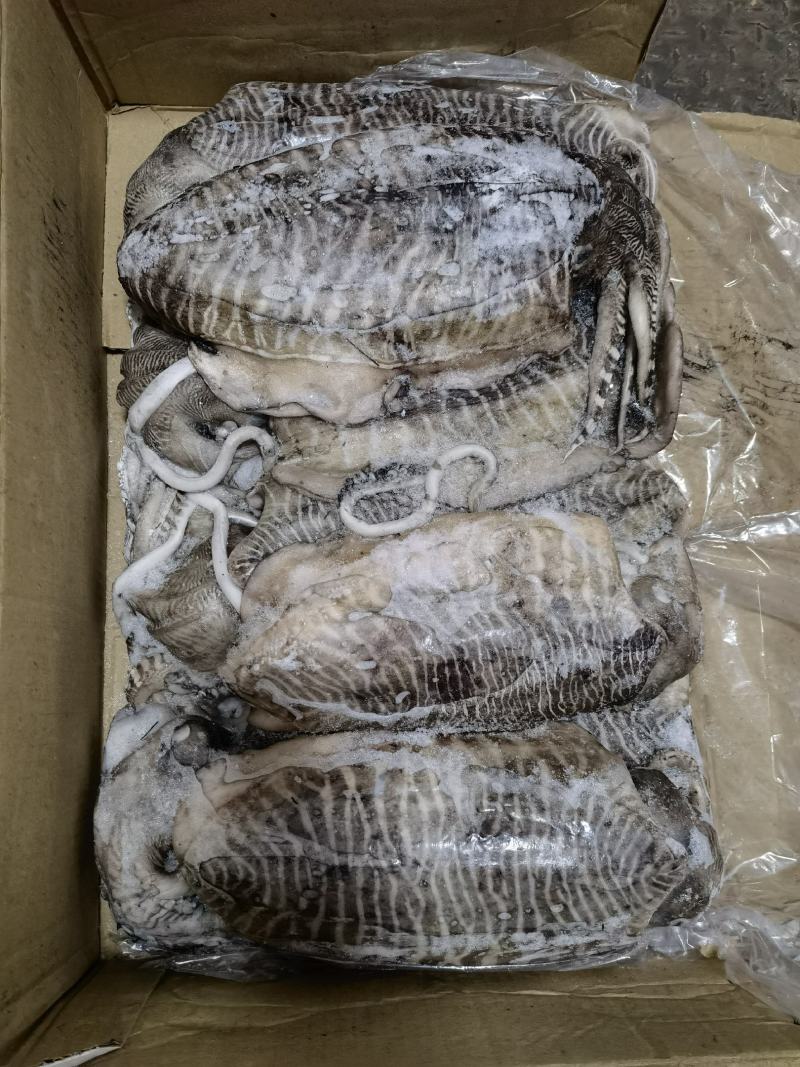 墨鱼批发乌贼批发海鲜水产批发一手货源长期稳定供应