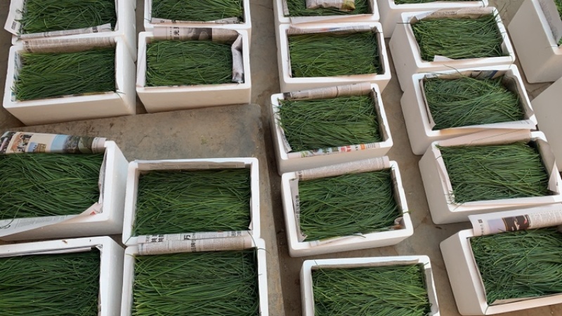 顺丰民勤新鲜沙葱现剪鲜发坏单包赔野葱野菜凉拌火锅菜胡葱