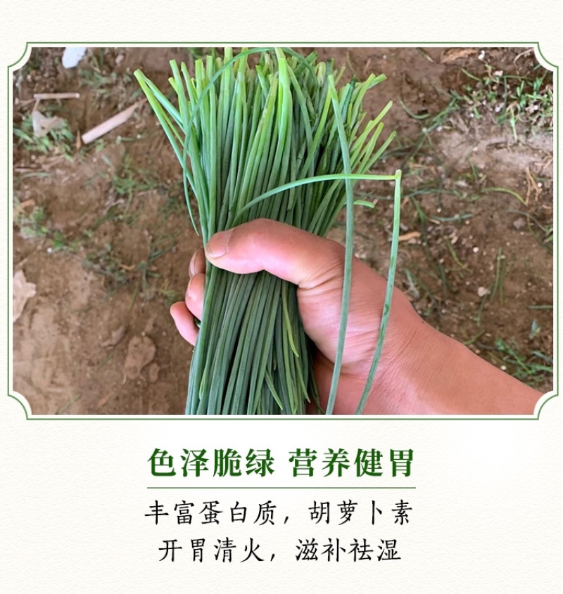 顺丰民勤新鲜沙葱现剪鲜发坏单包赔野葱野菜凉拌火锅菜胡葱