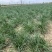 顺丰民勤新鲜沙葱现剪鲜发坏单包赔野葱野菜凉拌火锅菜胡葱