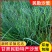 顺丰民勤新鲜沙葱现剪鲜发坏单包赔野葱野菜凉拌火锅菜胡葱