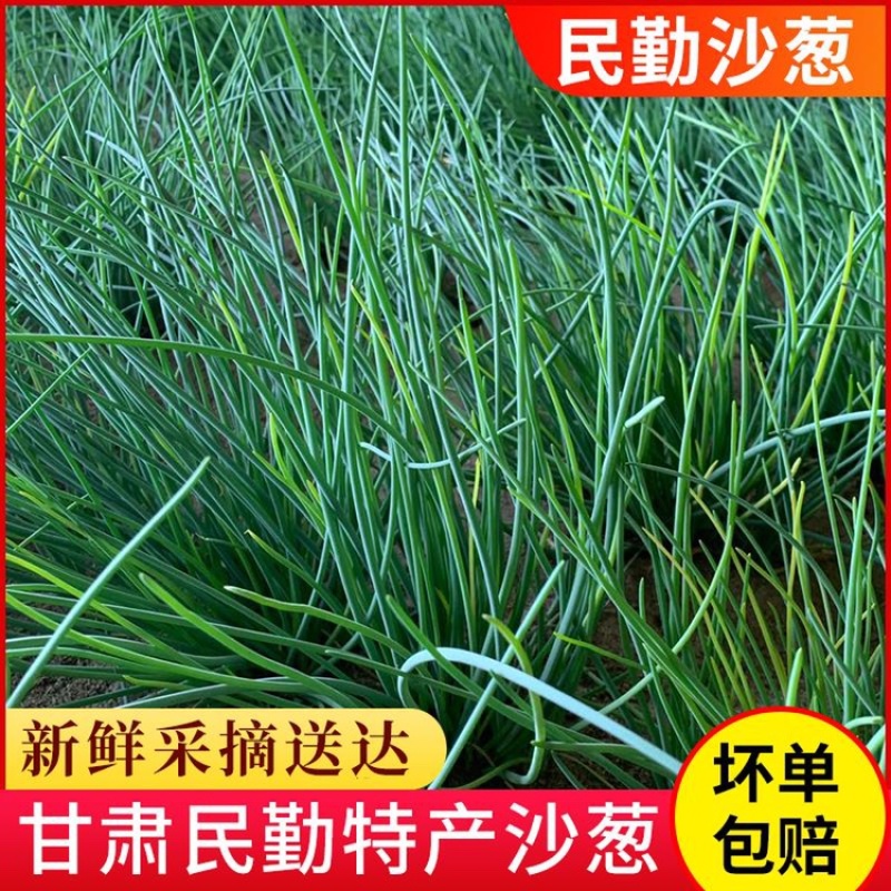 顺丰民勤新鲜沙葱现剪鲜发坏单包赔野葱野菜凉拌火锅菜胡葱