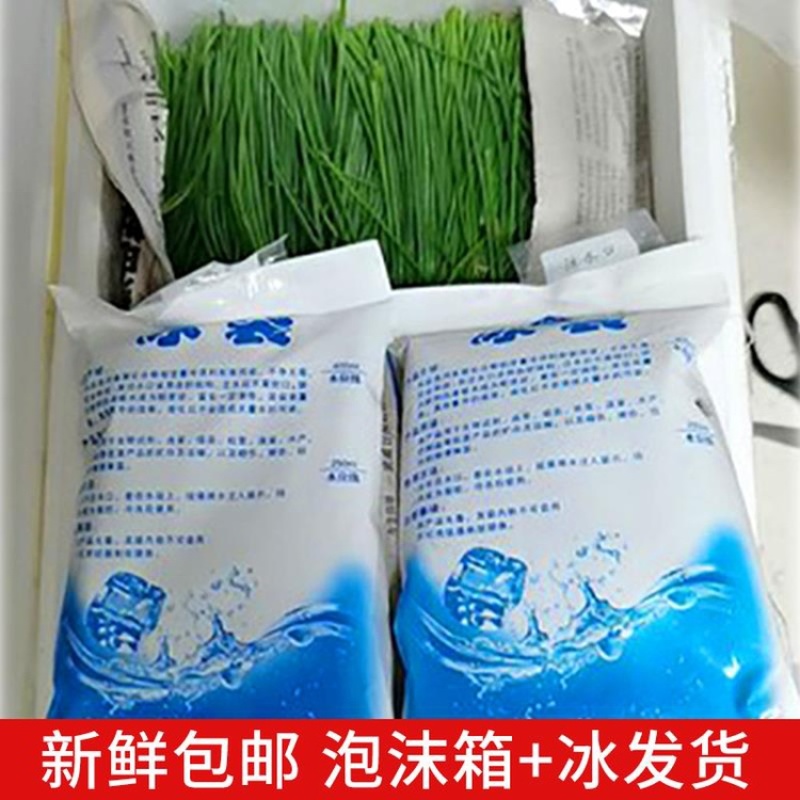 顺丰民勤新鲜沙葱现剪鲜发坏单包赔野葱野菜凉拌火锅菜胡葱