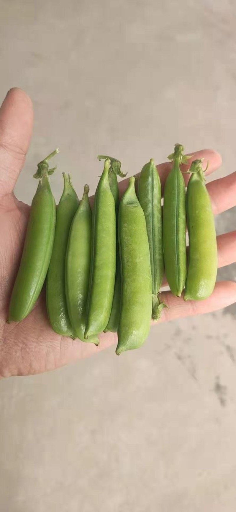 青豌豆