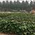 原种烟薯25，地瓜种苗，成活率95%以上50亩自产自销