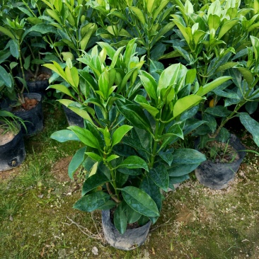非洲茉莉，十斤袋，四季常绿，40-50高