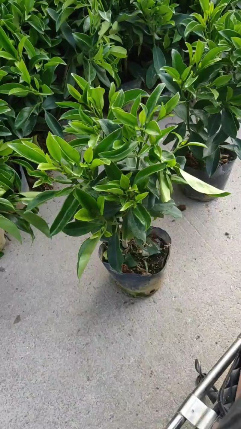 非洲茉莉，十斤袋，四季常绿，40-50高