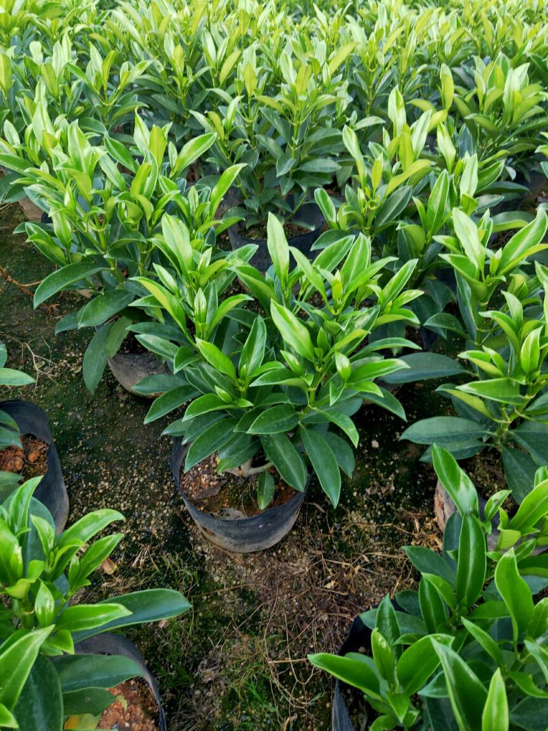 非洲茉莉，十斤袋，四季常绿，40-50高
