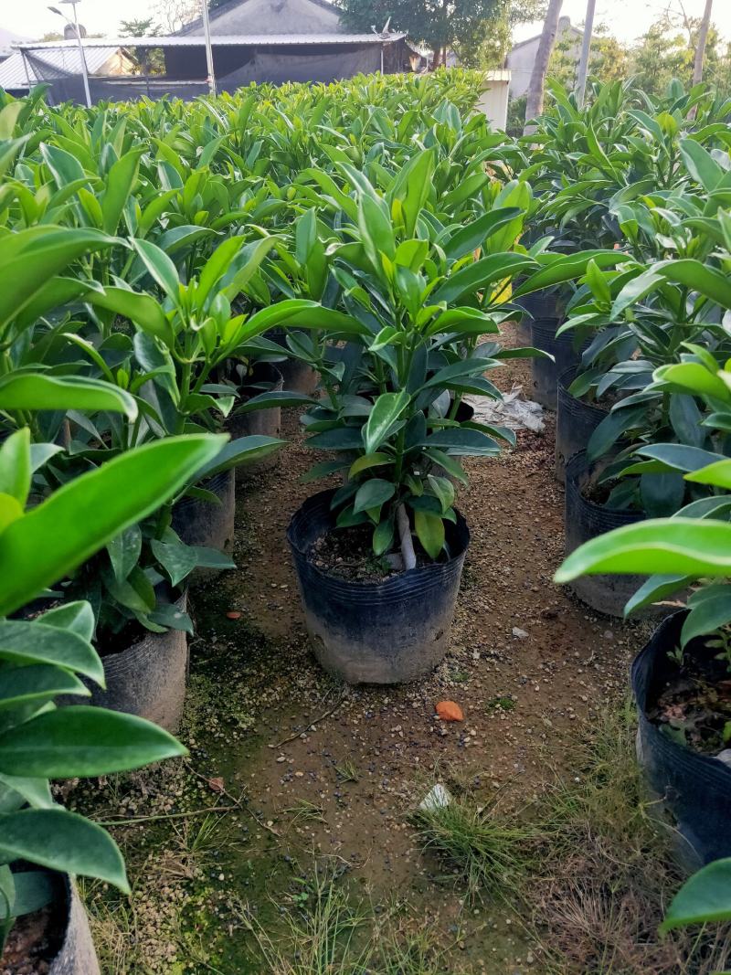 非洲茉莉，十斤袋，四季常绿，40-50高