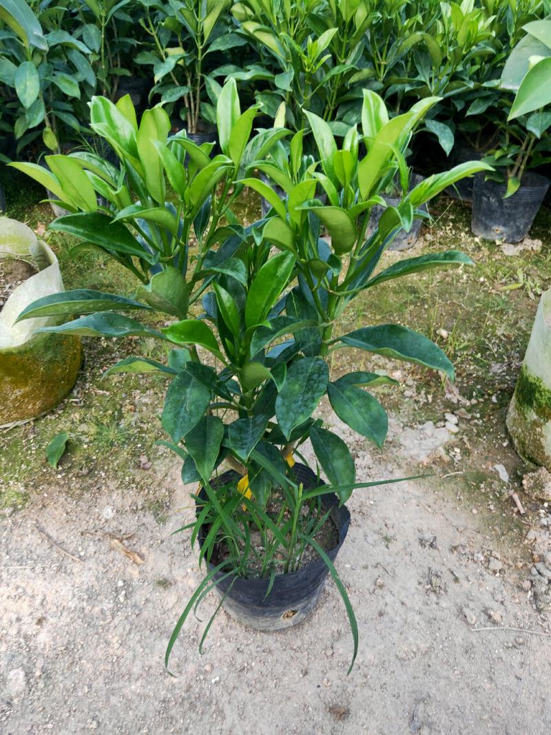 非洲茉莉，十斤袋，四季常绿，40-50高