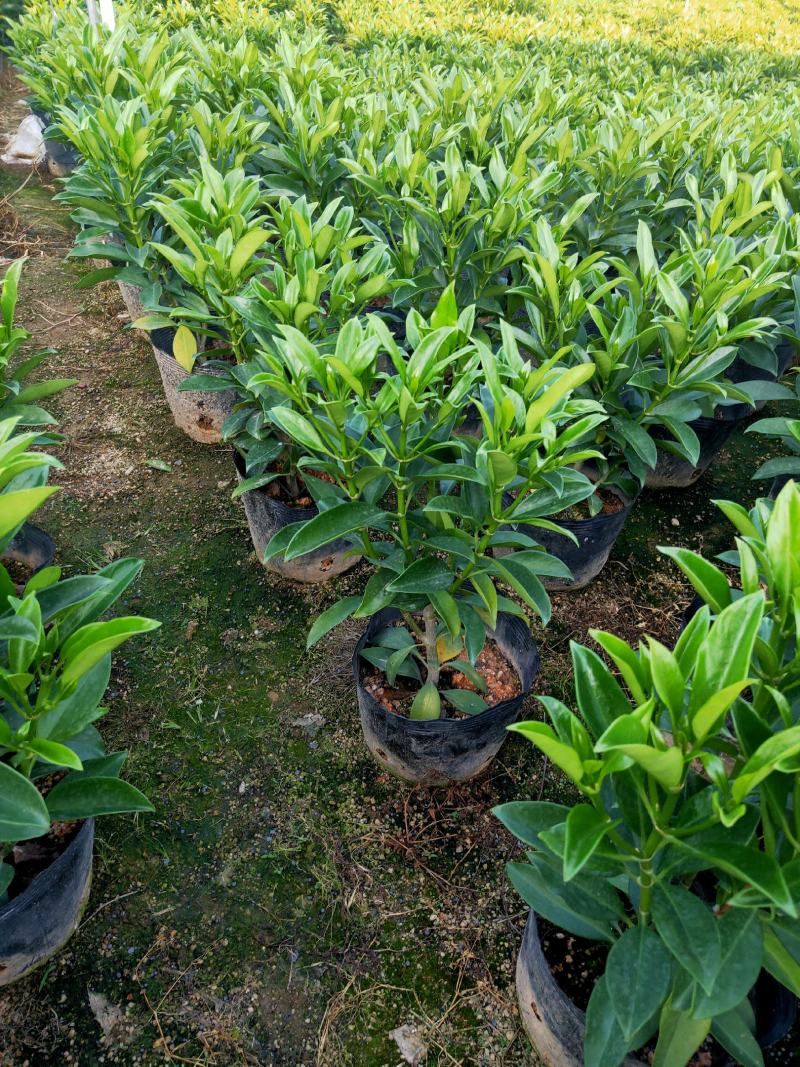 非洲茉莉，十斤袋，四季常绿，40-50高