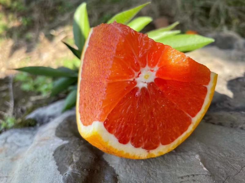 中华红橙