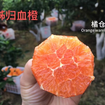 中华红橙