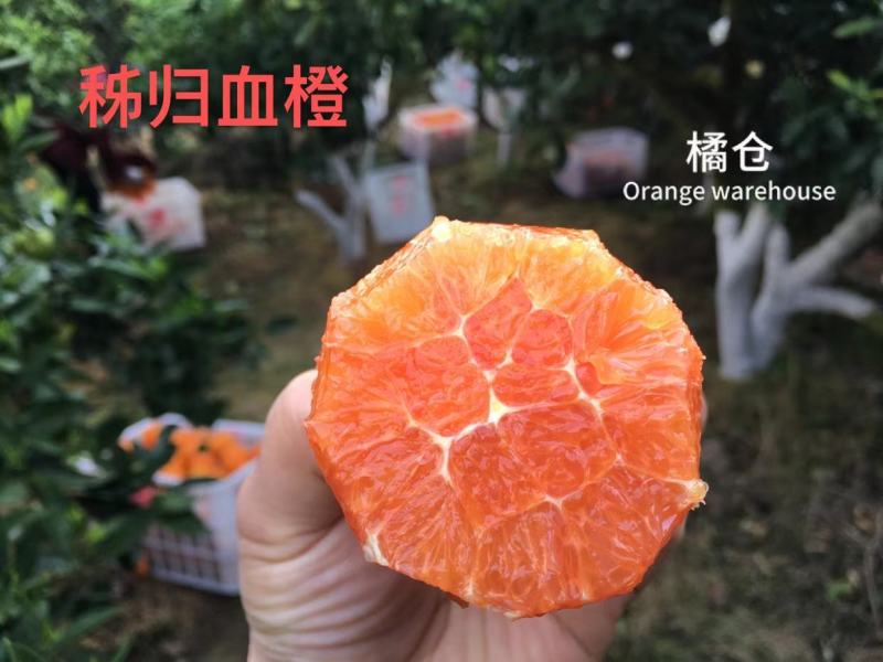 中华红橙