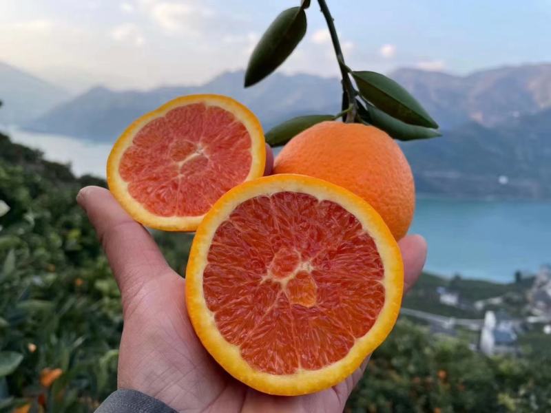 中华红橙