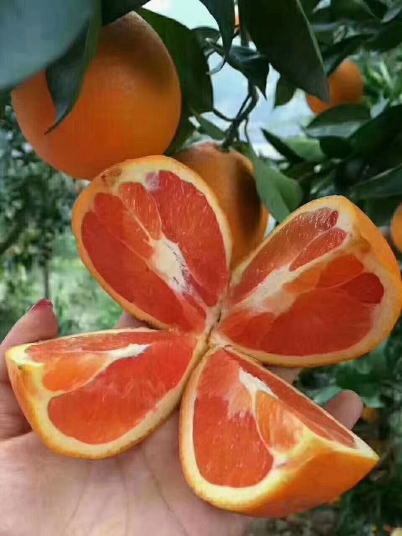 中华红橙
