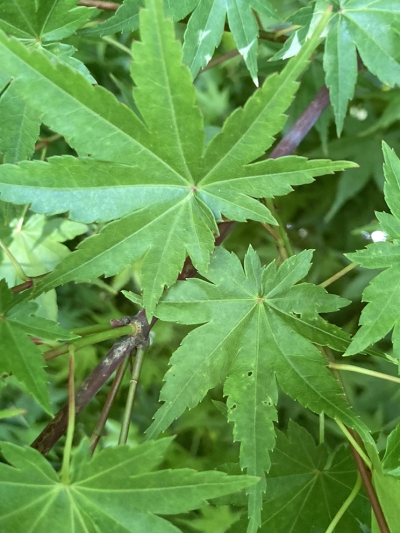 供应鸡爪槭，造型树，变色枫树各种品种，各种规格，量大优惠