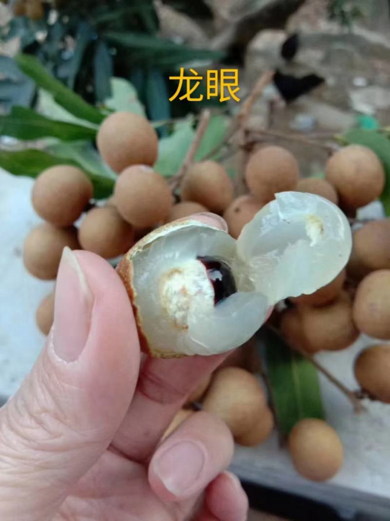 四季龙眼苗嫁接苗核小果肉厚香甜好吃