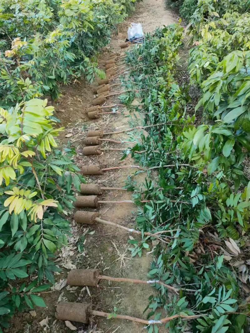 四季龙眼苗嫁接苗核小果肉厚香甜好吃
