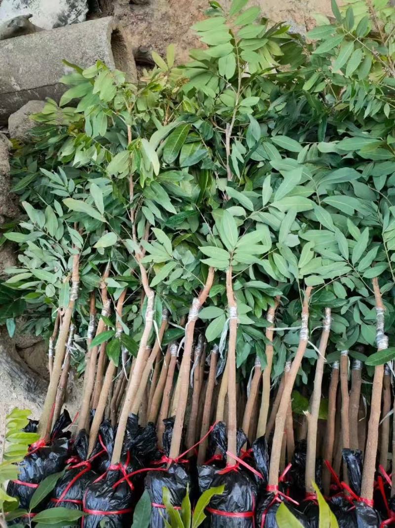 四季龙眼苗嫁接苗核小果肉厚香甜好吃
