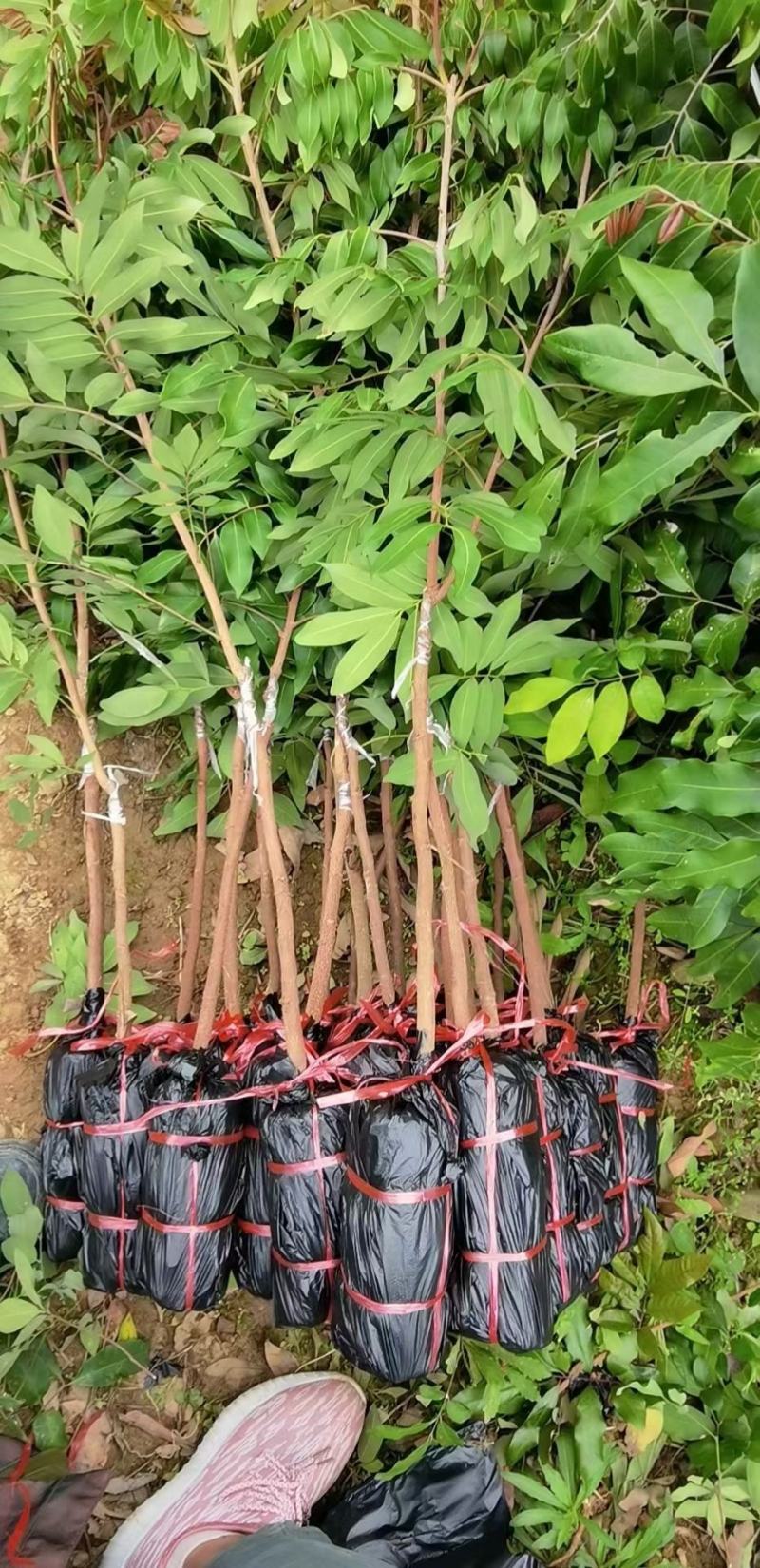 四季龙眼苗嫁接苗核小果肉厚香甜好吃